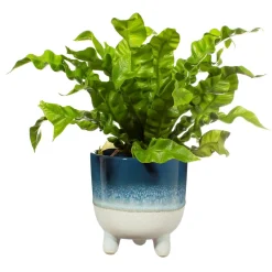 Best Sass and Belle Mojave Glaze Blue Large Planter on Legs