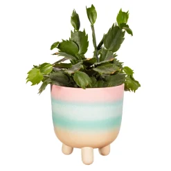 Hot Sass and Belle Pastel Ombre Leggy Planter Large