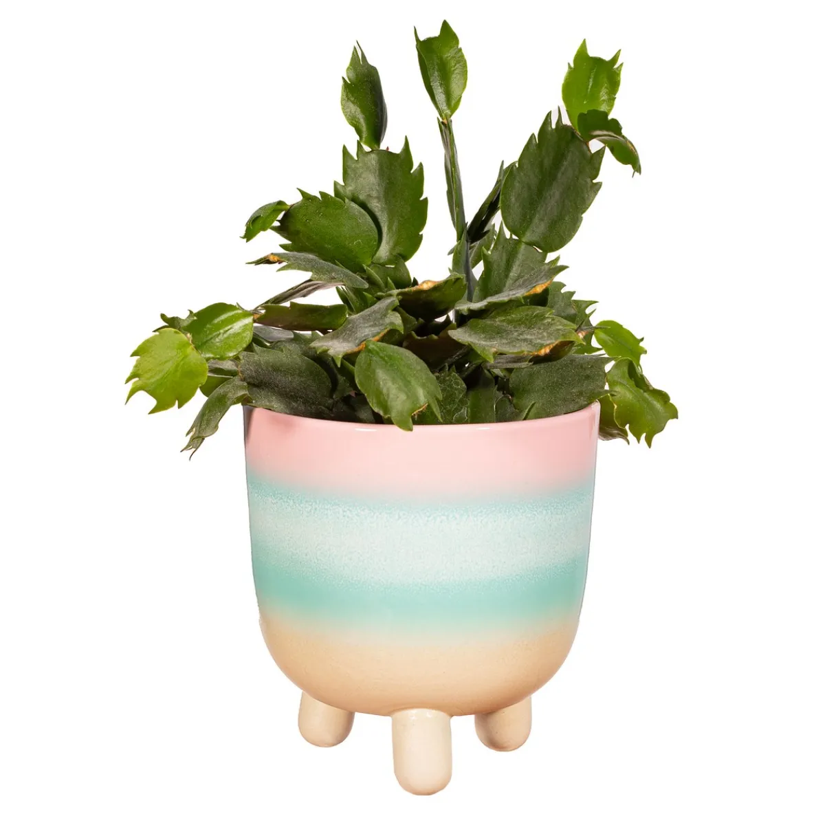 Hot Sass and Belle Pastel Ombre Leggy Planter Large