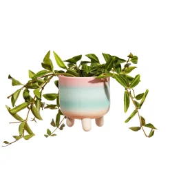 Discount Sass and Belle Pastel Ombre Leggy Planter Small